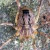 Odiellus spinosus